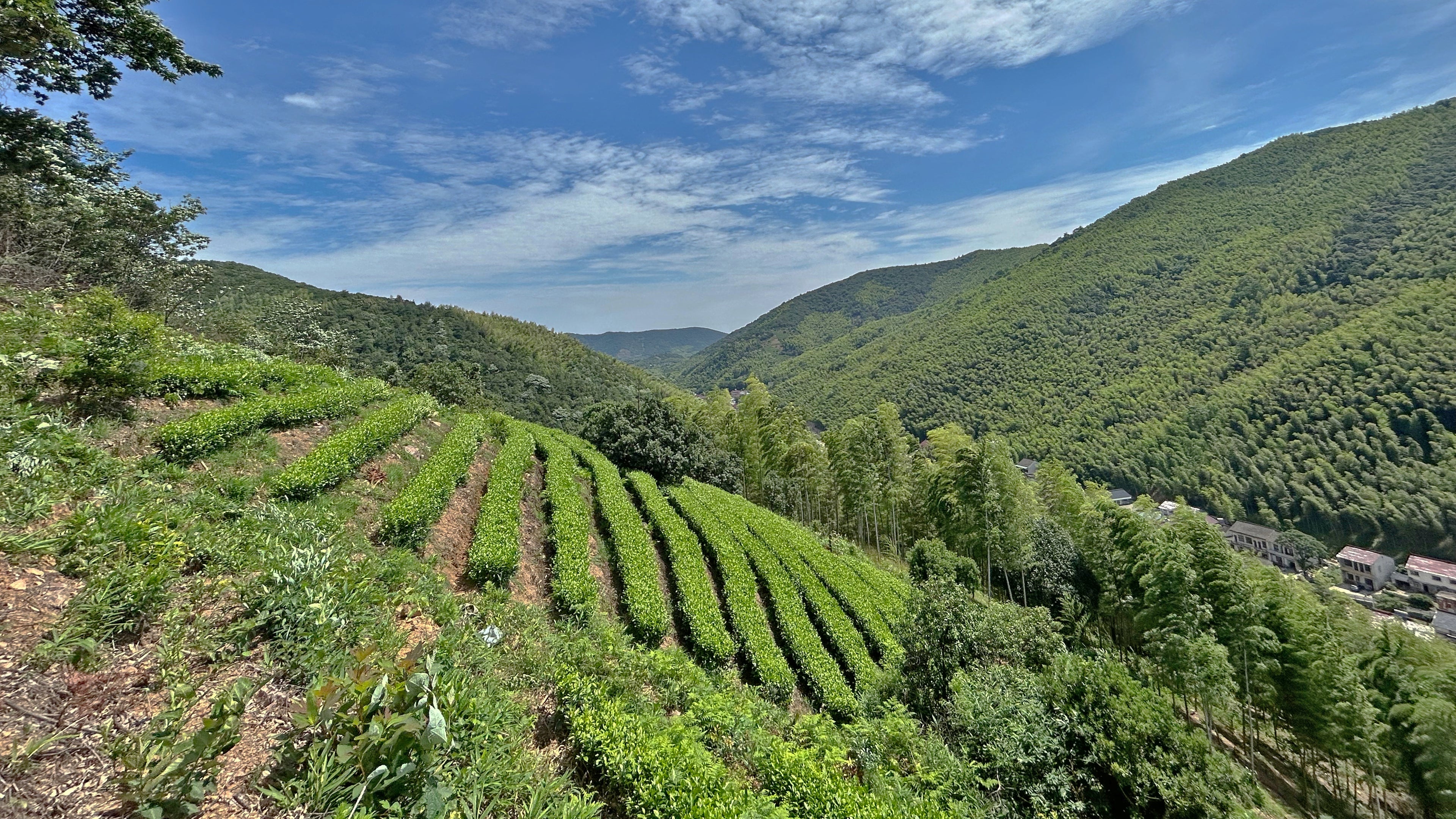 Tea Field